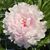 Sue May Tam's profile image