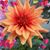 Silvia Benitez's profile image