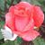 Vickie Gray's profile image
