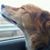 Melissa Reaves's profile image