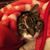 Sherry Flansburg's profile image