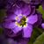 Aleli Sejas's profile image