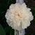 Allison Kurth Krzych's profile image