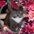 Sheryl Gray's profile image
