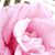 Brandi Rogers Ware's profile image