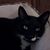 Steven Ricci's profile image