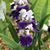 Trish Hughes Howard's profile image
