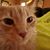 Peter J Heinsbergen III's profile image
