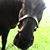 Dana Atwill Wilhite's profile image