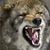 David Wolosek's profile image