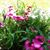 Dianne Graves's profile image