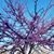 Melanie McClammy's profile image