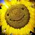Debbie Goforth Sonberg's profile image