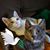 Angela K. McCaslin's profile image
