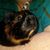 Liz Pilla's profile image