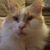 Dennis Britt's profile image