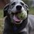 Dave French's profile image