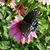 Lori Pichotta's profile image