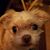 Bogger Staffords's profile image