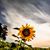 Tina Yemma Carter's profile image