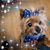Linn Morse's profile image