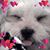 Cindy Keister's profile image