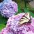 Carol Haar's profile image