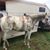 Josie Jarrett's profile image