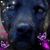 Deanna Houston's profile image