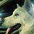 Jack Messineo's profile image