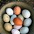 Robin Bohls's profile image