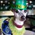 Susan Collorafi's profile image