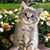 Lisa L Paxson's profile image