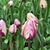 Linda Wichert-Phillips's profile image