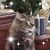 Colleen Smith's profile image