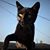 Monie Ordonia's profile image