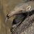 Peter Pospisil's profile image