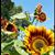 Ancyn Anedim's profile image