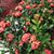 Nazan Eke's profile image