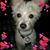 Linda Housley Lovell's profile image