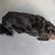 Elaine DuBois DeWesee's profile image