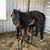 Elizabeth C. Yontz's profile image