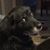 Lisa A Girton's profile image