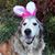 Ann Mollenkott Pyle's profile image
