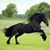 David Cazares's profile image