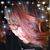 Nicole Alee Cox's profile image