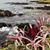 Susan Sivula Knowles's profile image