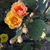 Christy Cooksey's profile image