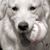 Shirley Rodenbeck Corelli's profile image