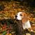 Anita Corbin Watts's profile image